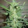 семена конопли в России Auto Ice Cool feminised Sweet Seeds