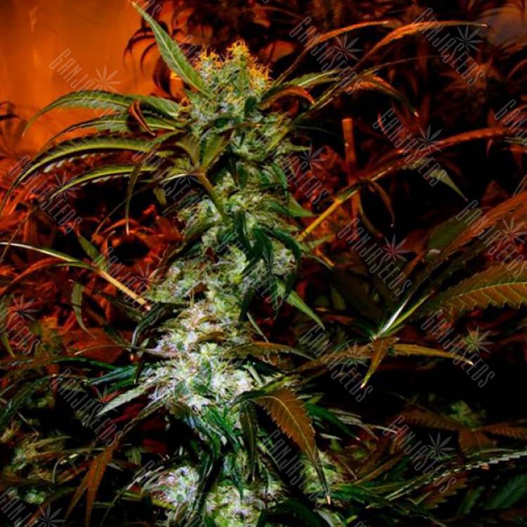 заказать качественные семена конопли Vip Haze feminised VIP Seeds