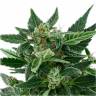 Семена каннабиса Auto Royal Kush feminised Ganja Seeds заказать
