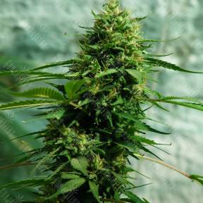 Jack Herer regular Ganja Seeds