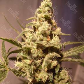 Auto Exodus Cheese feminised Green House Seeds