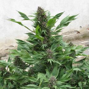 Auto Duck feminised Dutch Passion Seeds