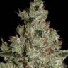 Big Devil feminised Ganja Seeds