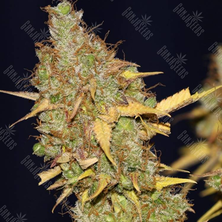 семена конопли качественные Big Devil feminised