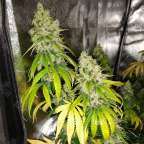 LSD feminised Barneys Farm