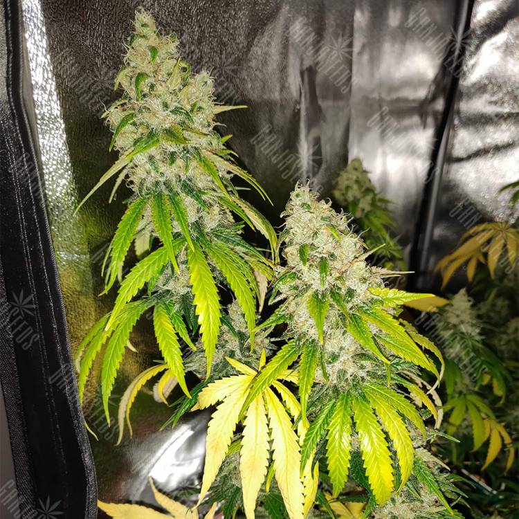 семена конопли LSD feminised Barneys Farm семена конопли LSD feminised Barneys Farm