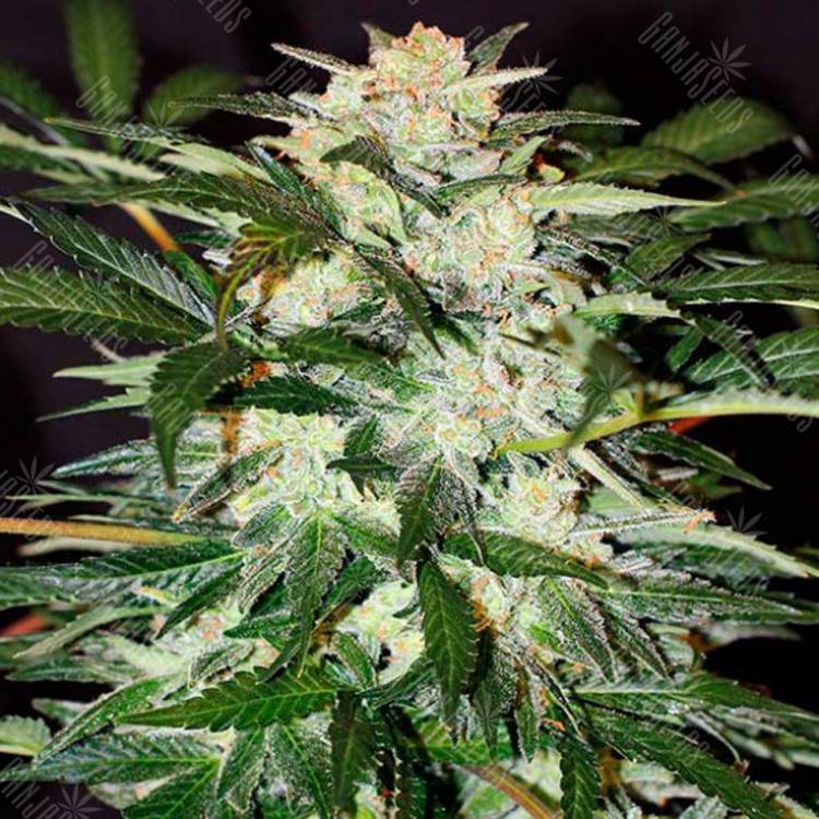 семена конопли дешево Auto Monster Mash feminised Exotic Seed