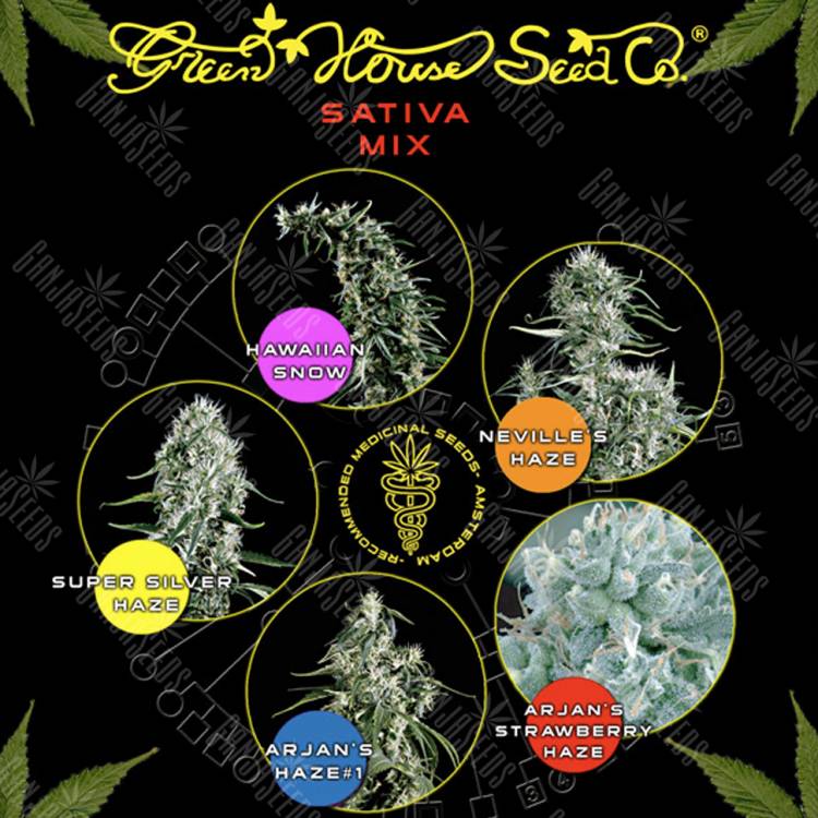 семена конопли сорта сатива Sativa Mix feminised Green House Seeds