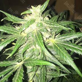 McEarly regular Kannabia Seeds