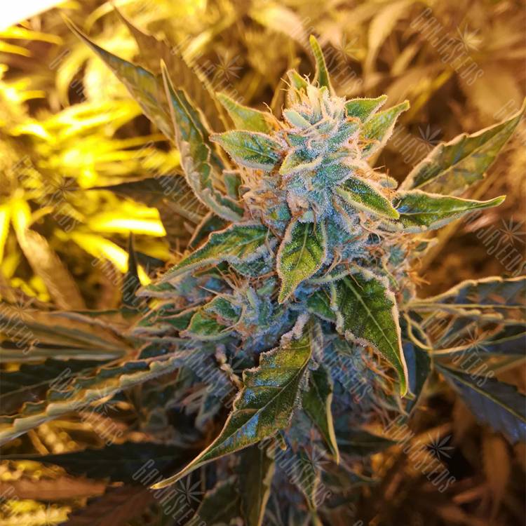 где заказать семена конопли Auto Royal Critical feminised Royal Queen где заказать семена конопли Auto Royal Critical feminised Royal Queen