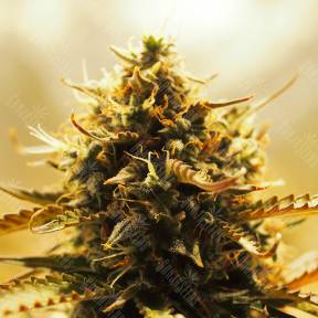 Auto Jack 47 feminised Sweet Seeds