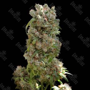 White Spanish feminised VIP Seeds