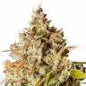 Заказать семена Royal Gorilla feminised Ganja Seeds