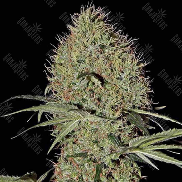 семена конопли в фирменной упаковке Auto Super Bud feminised Green House Seeds