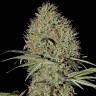 семена конопли в фирменной упаковке Auto Super Bud feminised Green House Seeds