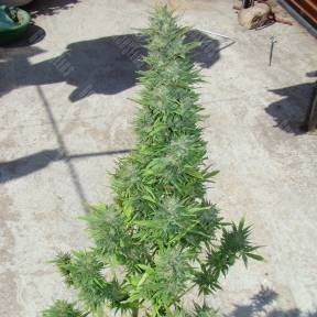 Auto Durban Poison feminised Dutch Passion Seeds