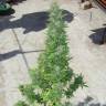 Auto Durban Poison feminised Dutch Passion Seeds