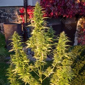 Khan-Shatyr feminised Bang Seeds