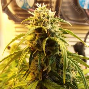 Auto Jet 47 regular Ganja Seeds