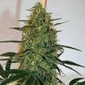 семена конопли феминизированные Morning Glory feminised Barneys Farm
