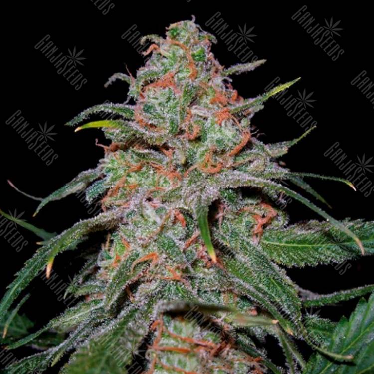 конопля семена сорта заказать Lemon Skunk feminised DNA Genetics