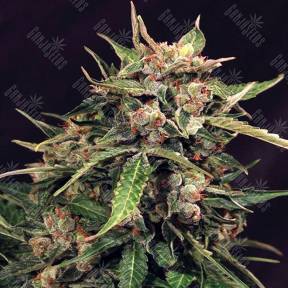 Auto Russian feminised Exotic Seed
