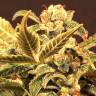 семена конопли автоцвет Auto Russian feminised Exotic Seed