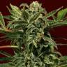 семена конопли в фирменной упаковке Auto Russian feminised Exotic Seed