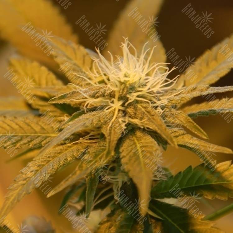 семена конопли f1 в оригинальной упаковке White Castle regular Nirvana Seeds семена конопли f1 в оригинальной упаковке White Castle regular Nirvana Seeds