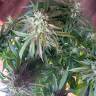 семена конопли марихуаны Auto Shark feminised Pyramid Seeds