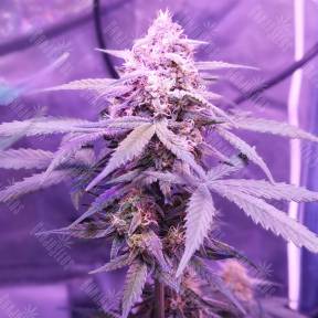 Auto Killer Kush feminised Sweet Seeds