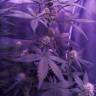 семена конопли автоцвет Auto Killer Kush feminised Sweet Seeds
