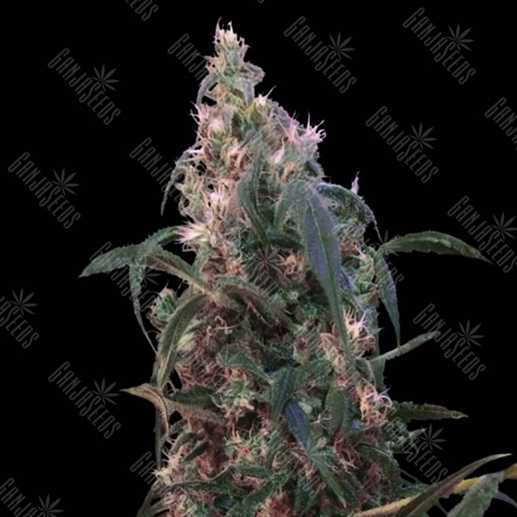 хорошие семена конопли White Berry feminised VIP Seeds