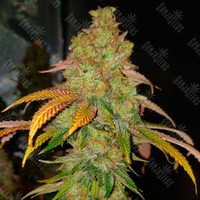 Bad Azz Kush feminised Ganja Seeds