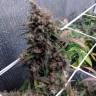 заказать семена конопли в рф Auto Mini Gun feminised