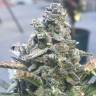 семена конопли феминизированные Auto King’s Kush feminised Green House Seeds