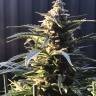 качественные семена конопли Auto King’s Kush feminised Green House Seeds