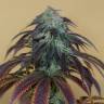 урожайные семена конопли Auto King’s Kush feminised Green House Seeds