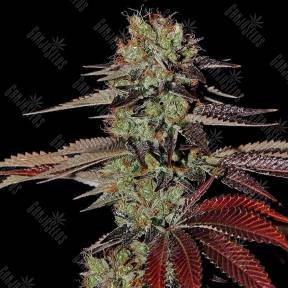 Auto King`s Kush feminised Green House Seeds