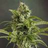 Auto Euforia feminised Dutch Passion Seeds