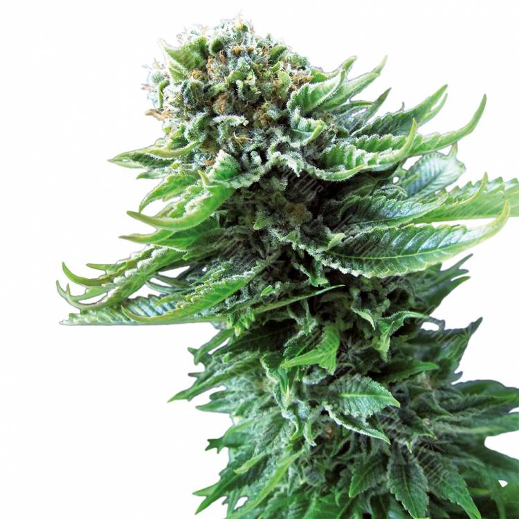Haze x Northern Lights feminised RuSeeds