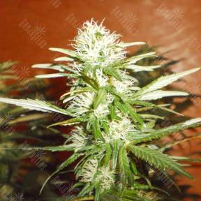 Kun feminised Bang Seeds