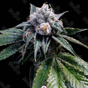 Lemon Walker feminised DNA Genetics