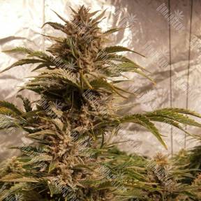 Hubble Bubble feminised Mandala Seeds