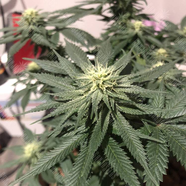 семена конопли White Rhino regular Nirvana Seeds семена конопли White Rhino regular Nirvana Seeds