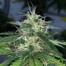 семена конопли аутдор Auto Super Hash feminised Pyramid Seeds
