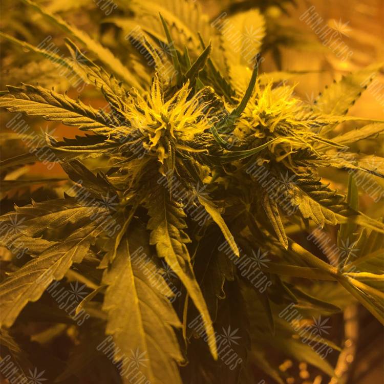 семена индийской конопли Auto Royal Haze feminised Royal Queen