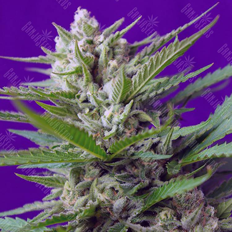 конопля семена сорта заказать Auto Speed Devil feminised Sweet Seeds конопля семена сорта заказать Auto Speed Devil feminised Sweet Seeds