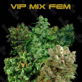 Vip MIX feminised VIP Seeds