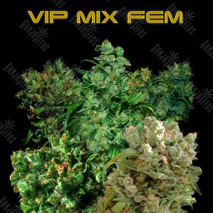 конопля семена сорта заказать Vip MIX feminised VIP Seeds